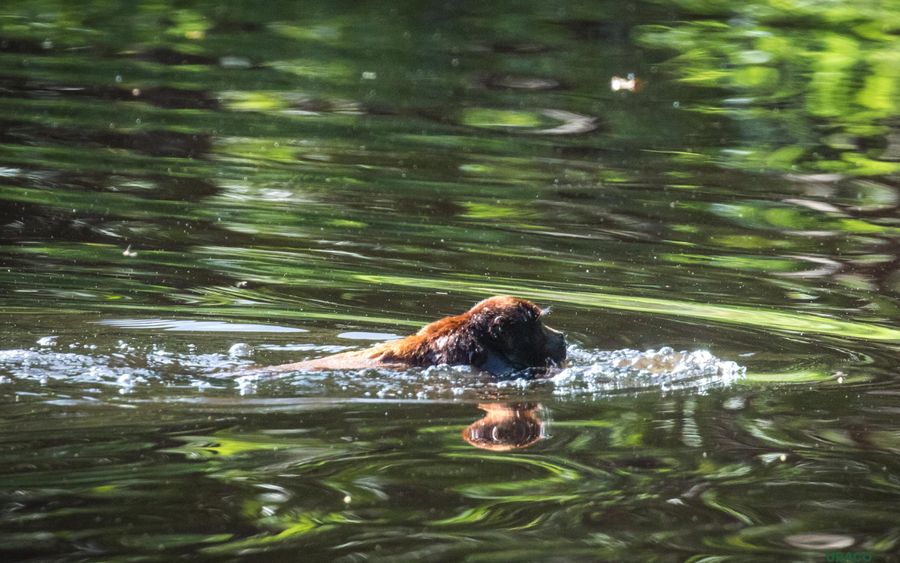 Fauna acuatica nadando en el rio