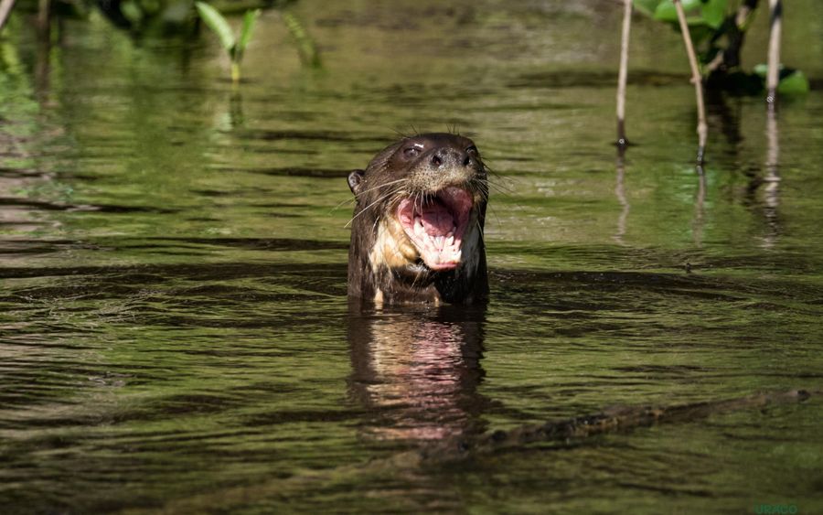 Lobo de rio en su habitat natural