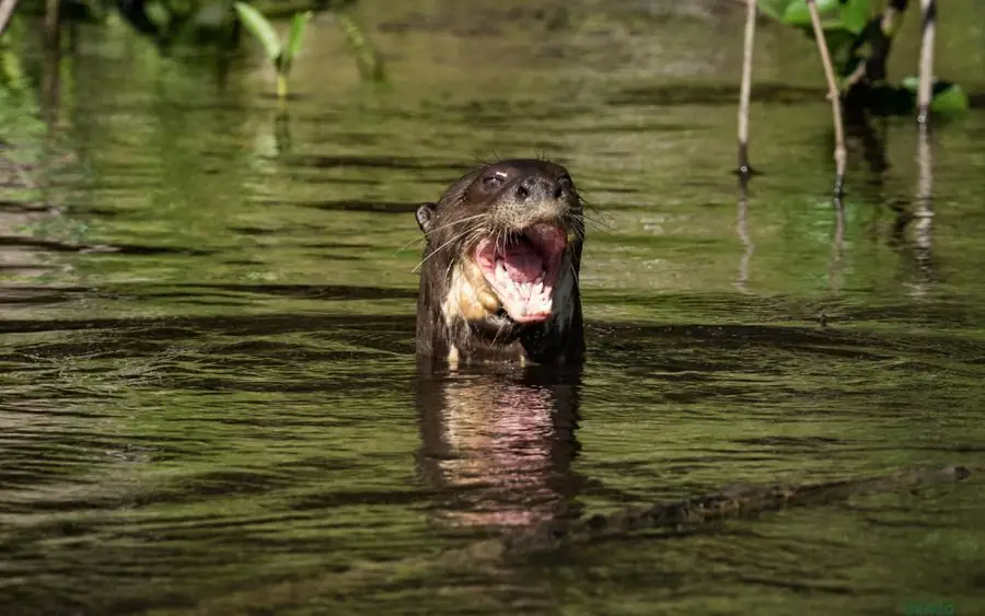 Giant river otter poking its head out of the water