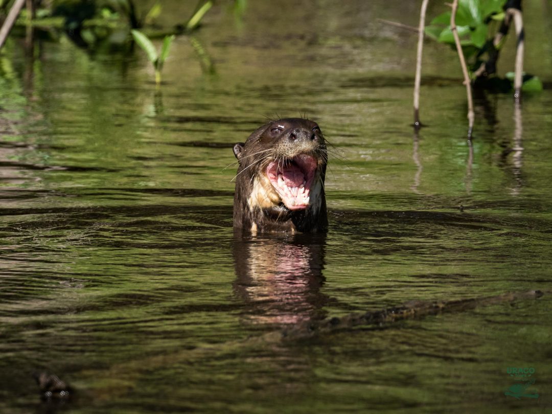 Lobo de río en su hábitat natural