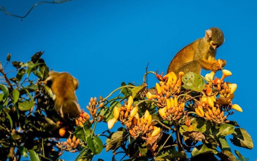 Monos fraile entre las flores de un árbol amazónico