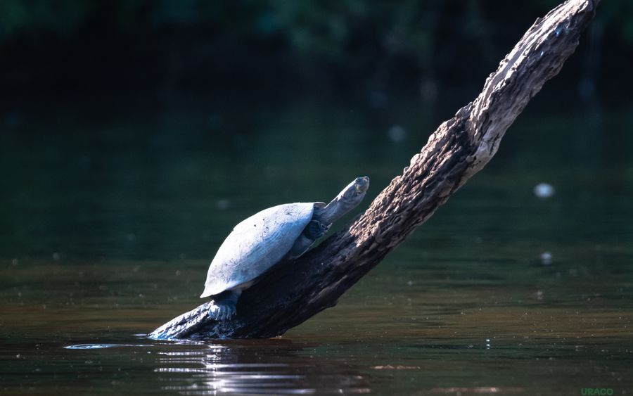 Taricayas descansando sobre un tronco en el rio
