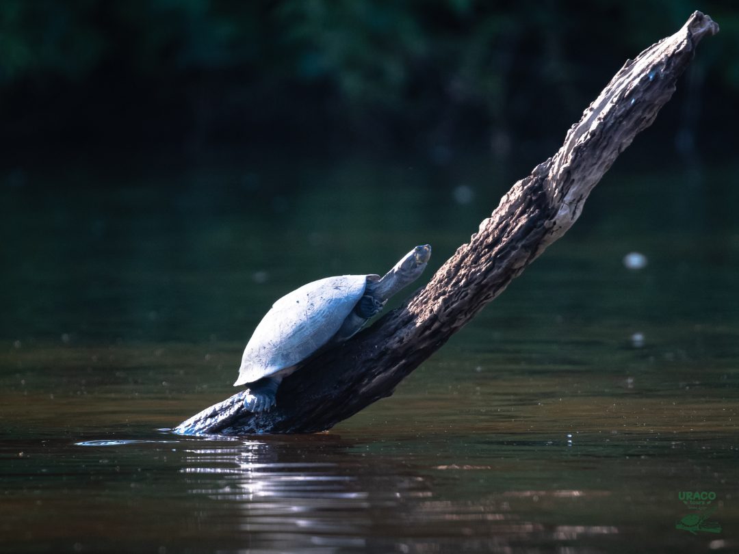 Taricayas descansando sobre un tronco en el río