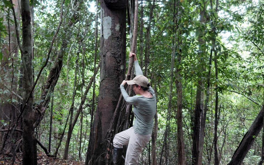 Visitante subiendo por el tronco de un arbol