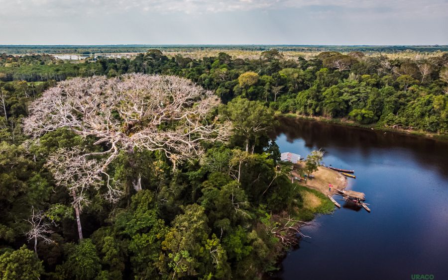 Vista aérea del bosque amazónico y el río